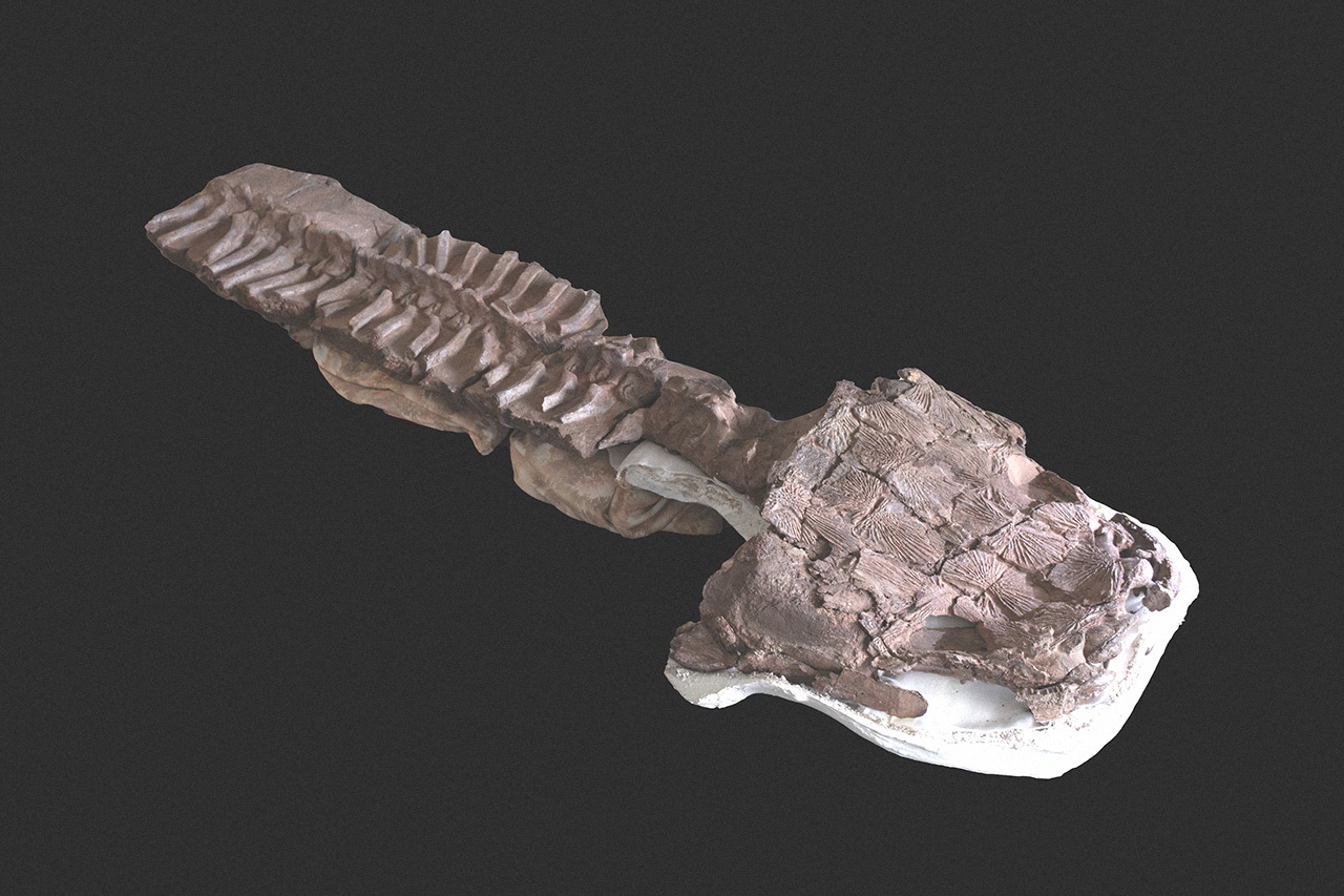 В Намибии обнаружено древнее гигантское существо, похожее на саламандру
